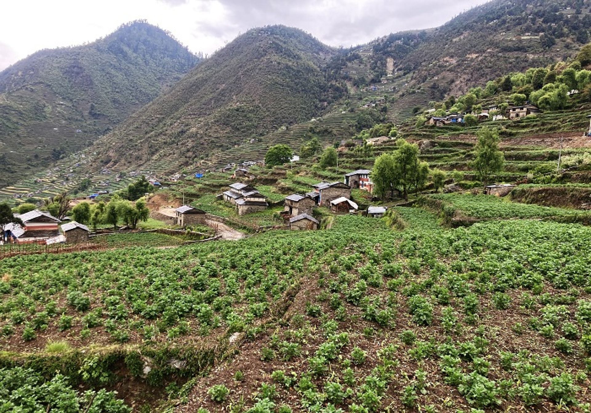 आलुले बजार र मूल्य नपाउँदा किसान मर्कामा